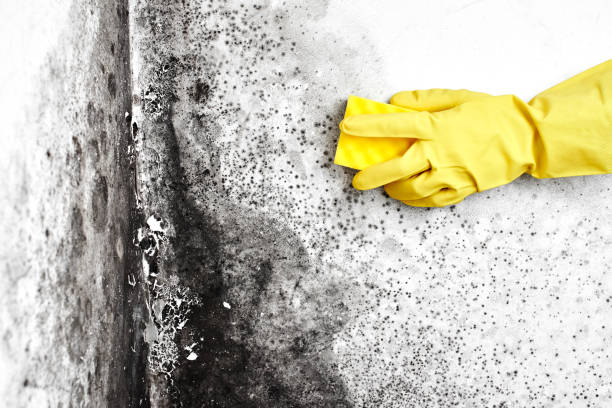 Biohazard Mold Removal in Cayuga Heights, NY