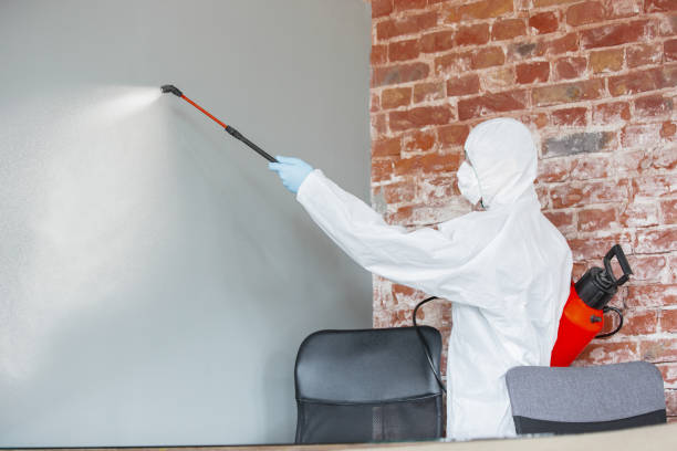 Best Black Mold Removal  in Cayuga Heights, NY