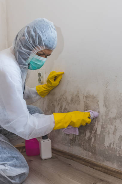 Best Crawl Space Mold Remediation  in Cayuga Heights, NY